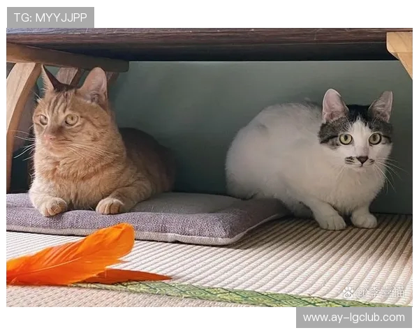 猫咪旋转足球挑战赛：萌宠竞技与技巧的完美结合